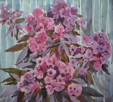 Phlox #1