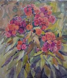 Phlox #2