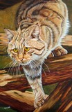 Chat Sylvestre #2