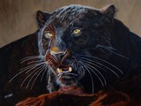 Panth�re noire