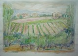 Paysage du Midi - Les vignes #2